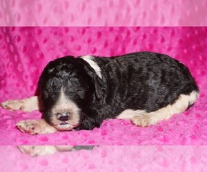 Labradoodle Puppy for sale in LA HABRA, CA, USA