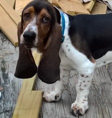 Father of the Basset Hound puppies born on 11/03/2017