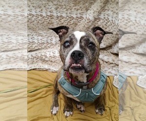 Boxer-Unknown Mix Dogs for adoption in St. Louis Park, MN, USA