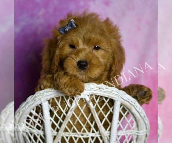 Medium Photo #49 Goldendoodle (Miniature) Puppy For Sale in WARSAW, IN, USA