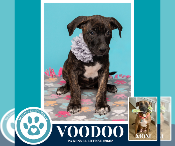 Medium Photo #6 Mutt Puppy For Sale in Kimberton, PA, USA