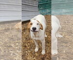 Small #1 English Foxhound Mix