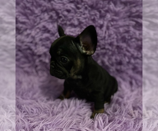 Medium Photo #9 French Bulldog Puppy For Sale in REDMOND, WA, USA