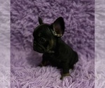 Small Photo #9 French Bulldog Puppy For Sale in REDMOND, WA, USA