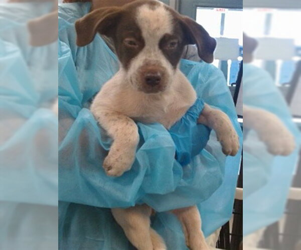 Medium Photo #1 Mutt Puppy For Sale in Oklahoma City, OK, USA