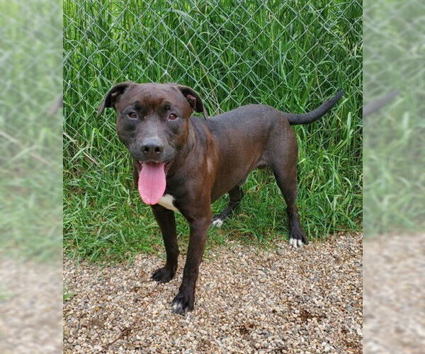 Medium Photo #1 American Pit Bull Terrier Puppy For Sale in Lake City, MI, USA