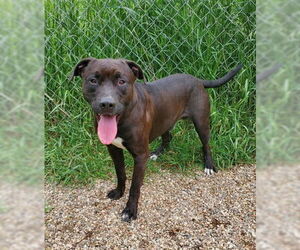 American Pit Bull Terrier Dogs for adoption in Lake City, MI, USA