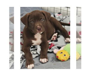Mutt Dogs for adoption in Mooresville, NC, USA