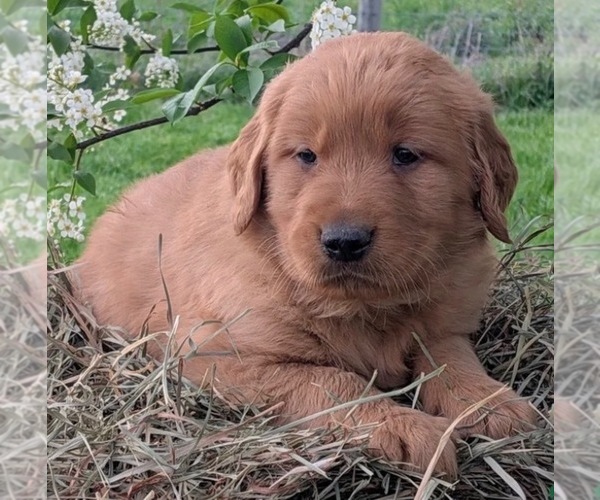 Medium Photo #1 Golden Retriever Puppy For Sale in ORLANDO, FL, USA