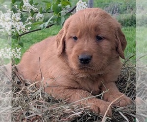 Medium Golden Retriever