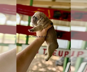English Bulldog Puppy for sale in OOLOGAH, OK, USA