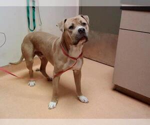 American Pit Bull Terrier Dogs for adoption in Martinez, CA, USA