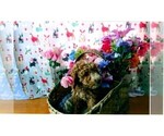 Puppy Teddy Goldendoodle (Miniature)