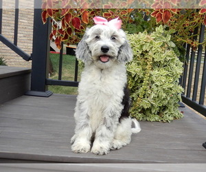 Sheepadoodle Puppy for sale in MILLERSBURG, OH, USA