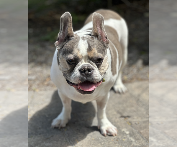 Medium Photo #3 French Bulldog Puppy For Sale in Weston, FL, USA