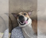 Small #1 Mutt