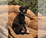 Small #3 American Pit Bull Terrier-Labrador Retriever Mix