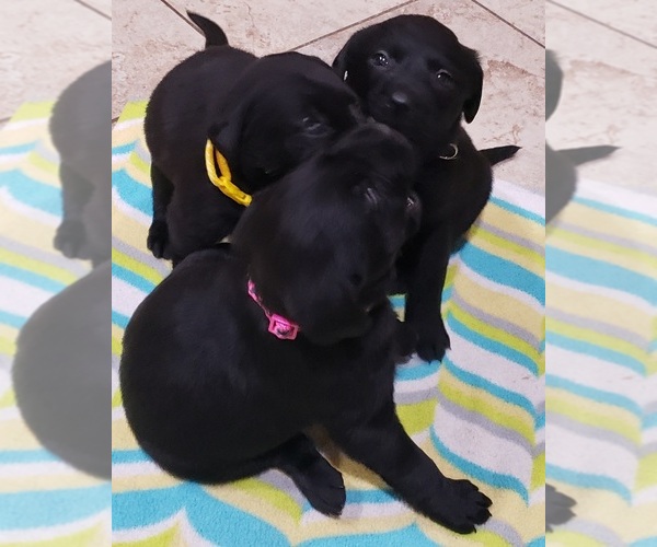 Medium Photo #29 Labrador Retriever Puppy For Sale in OLYMPIA, WA, USA