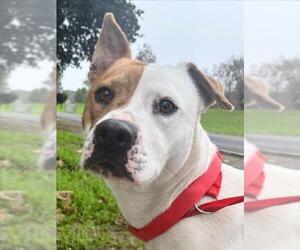 Mutt Dogs for adoption in Woodland, CA, USA