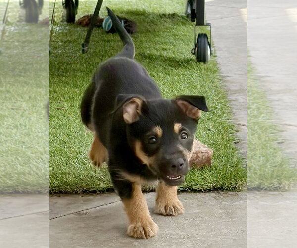 Medium Photo #10 Mutt Puppy For Sale in Corona, CA, USA