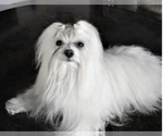 Small Photo #1 Maltese-Morkie Mix Puppy For Sale in PEORIA, IL, USA