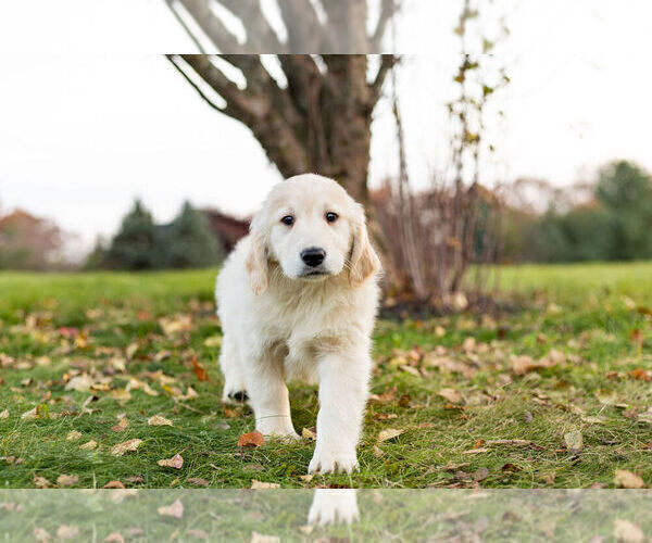 Medium Photo #6 Golden Retriever Puppy For Sale in WARSAW, IN, USA