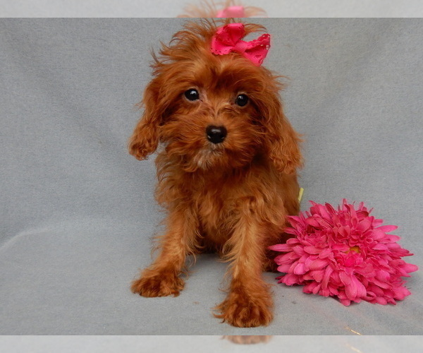 Medium Photo #7 Cavapoo Puppy For Sale in MILLERSBURG, OH, USA