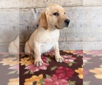 Small #11 Labrador Retriever