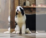 Small Photo #1 Old English Sheepdog Puppy For Sale in STANLEY, VA, USA