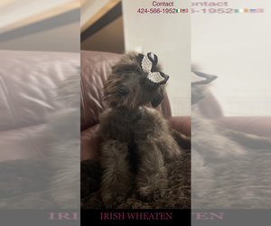 Soft Coated Wheaten Terrier Puppy for Sale in TEMECULA, California USA