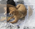 Small #1 Golden Labrador