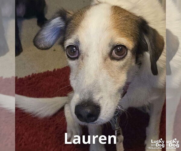 Medium Photo #7 Mutt Puppy For Sale in Washington, DC, USA