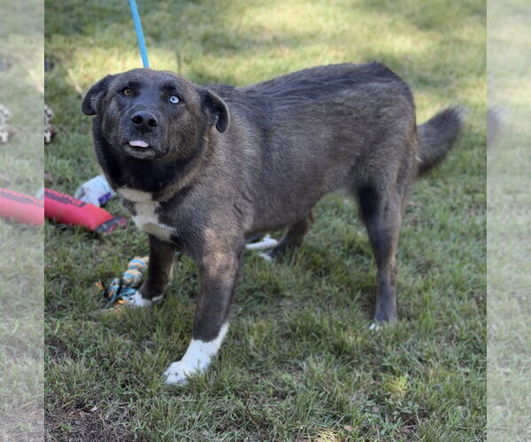 Medium Photo #4 Mutt Puppy For Sale in Yardley, PA, USA