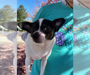 Julio - Male Chihuahua Dog for Adoption - Photo #2