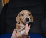 Small #1 Dachshund