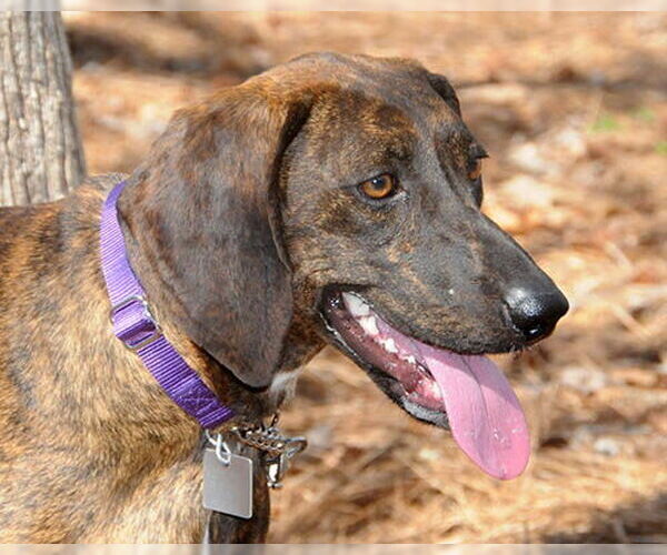 Medium Photo #6 Plott Hound-Unknown Mix Puppy For Sale in Lake Wylie, SC, USA