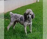 Small Photo #1 Poodle (Miniature) Puppy For Sale in GORDONVILLE, PA, USA