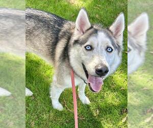 Siberian Husky Dogs for adoption in Sacramento, CA, USA