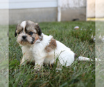 Small #1 Shih Tzu