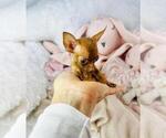 Small #11 Chihuahua