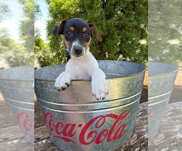 Medium Photo #3 Jack-Rat Terrier Puppy For Sale in MIDDLEBURY, IN, USA