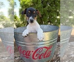 Small #2 Jack-Rat Terrier