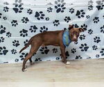 Small American Pit Bull Terrier Mix