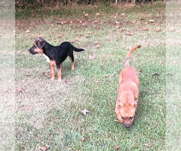 Medium Photo #3 Labrador Retriever Puppy For Sale in Yardley, PA, USA