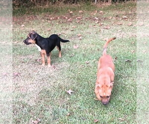 WILMA - Female Labrador Retriever Dog for Adoption - Photo #3