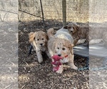 Small Photo #5 Goldendoodle Puppy For Sale in HARRISONVILLE, MO, USA