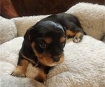 Small Photo #35 Aussalier Puppy For Sale in ATHOL, ID, USA