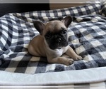 Puppy 5 French Bulldog