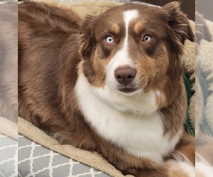 Mother of the Australian Shepherd puppies born on 04/17/2025