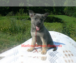 Small #3 German Shepherd Dog